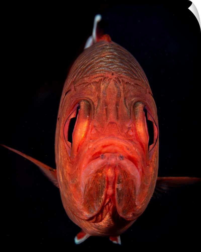 A portrait of a soldierfish with a perpetual frown.