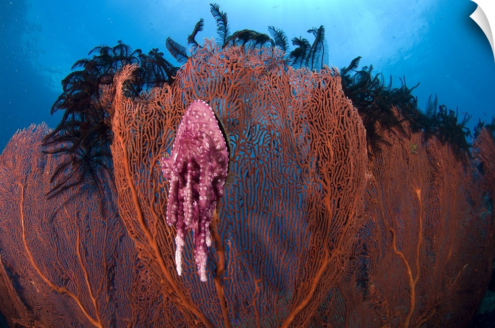 A red sea fan with sponge colored clam attached, Papua New Guinea.