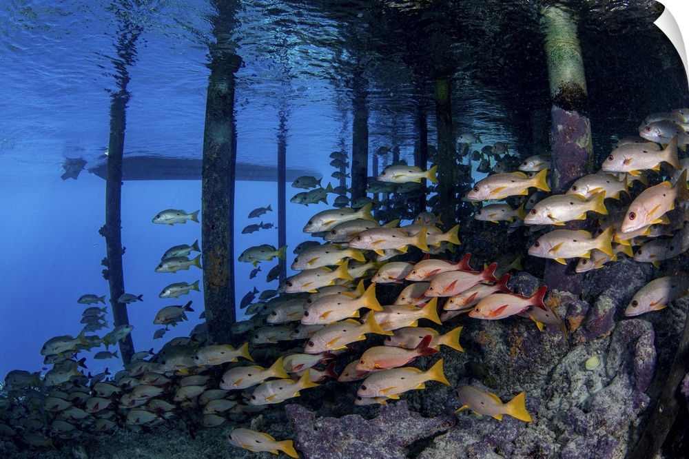 A school of fish are falsely protected under a fisherman's jetty, French Polynesia.