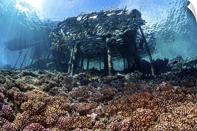 A School Of Fish Around A Fisherman's Jetty Over A Healthy Coral Reef