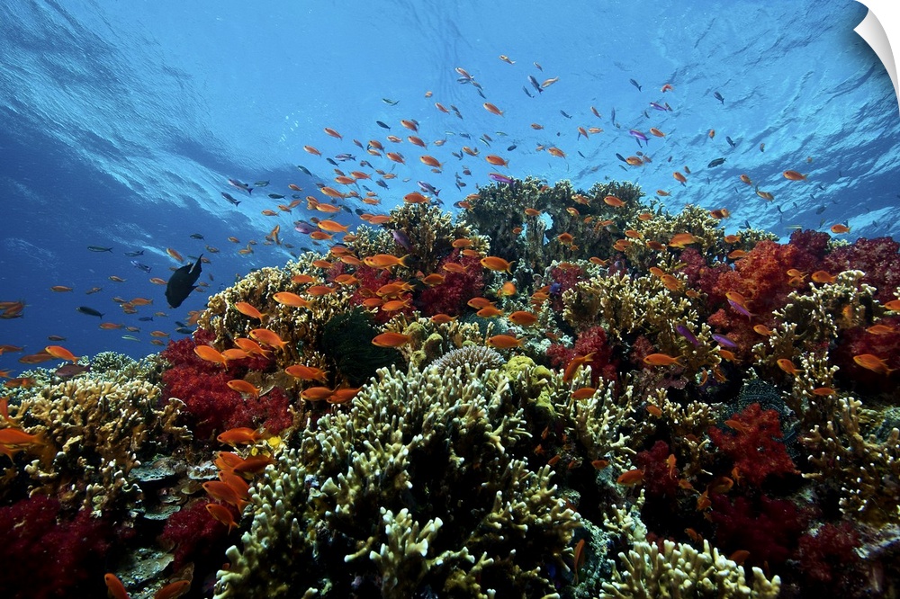 A school of orange basslets (Pseudanthias squamipinnis) on a healthy coral reef, Fiji.