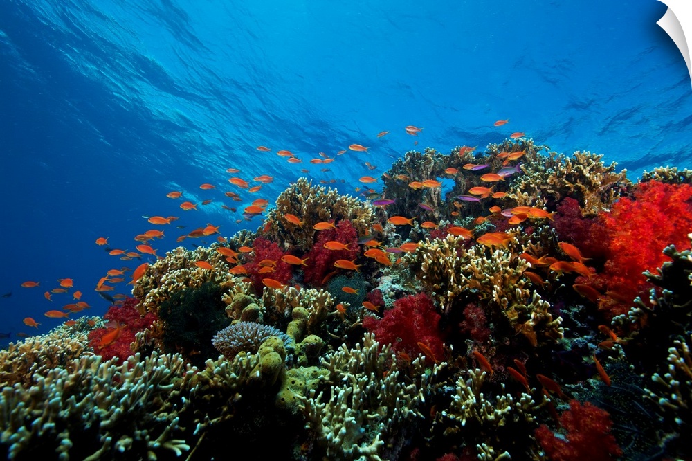 A school of orange basslets (Pseudanthias squamipinnis) on a healthy coral reef, Fiji.