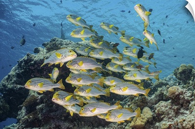 A School Of Sweetlip Fish Stacked Up Against A Coral Head, Maldives