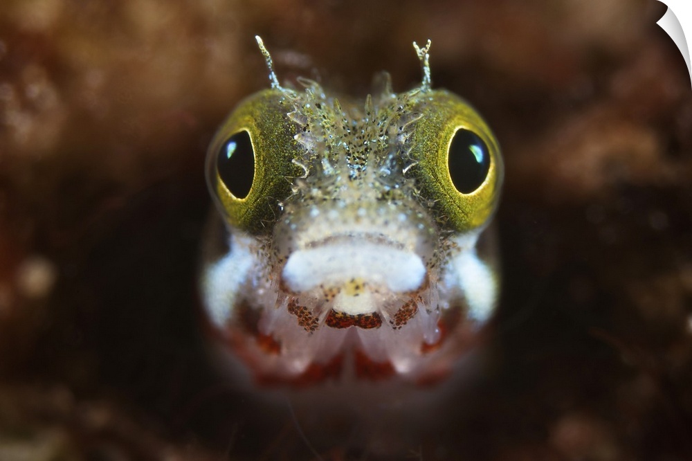 A Secretary Blenny looks out from its coral home, Bonaire, Caribbean Netherlands.
