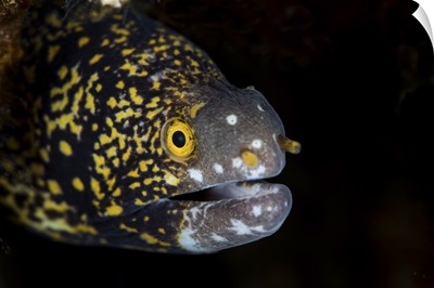 A snowflake moray eel peeks out from a dark hole on a reef