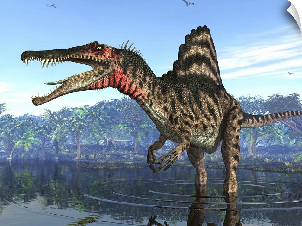An eight ton Spinosaurus searches for its next meal 95 million years ago in shallow waters of what is today Egypt. With a ...