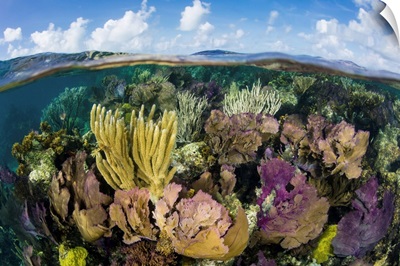 A Split Level View Of A Coral Reef Along The Edge Of Turneffe Atoll