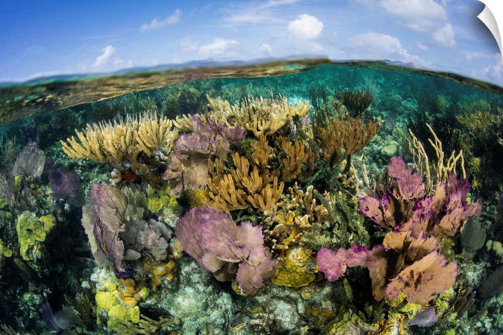 A split level view of a coral reef along the edge of Turneffe Atoll.