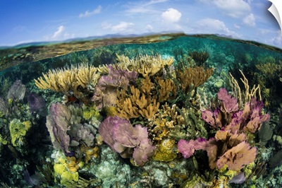 A Split Level View Of A Coral Reef Along The Edge Of Turneffe Atoll