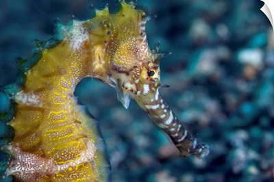 A thorny seahorse on the seafloor of Lembeh Strait