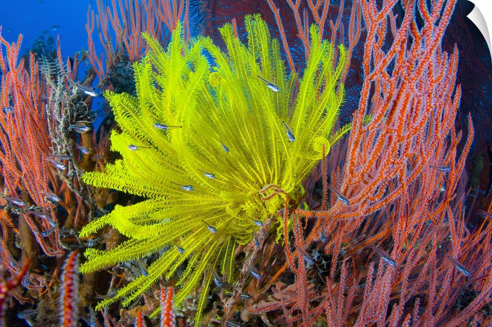 A yellow crinoid feather star against red fan coral, Papua New Guinea.