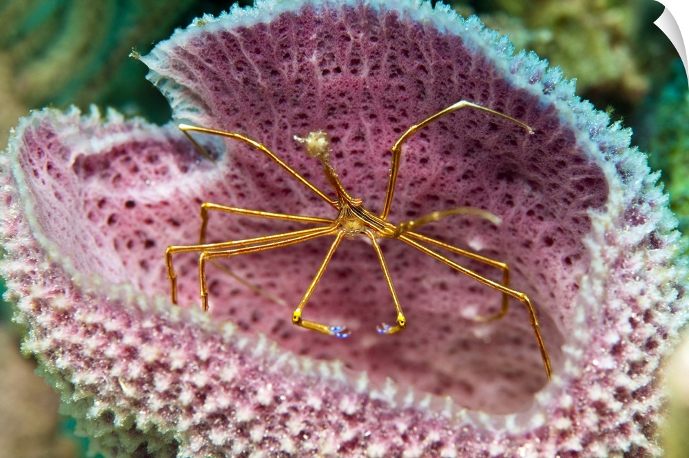A yellowline arrow crab in a blue vase sponge in Caribbean waters.