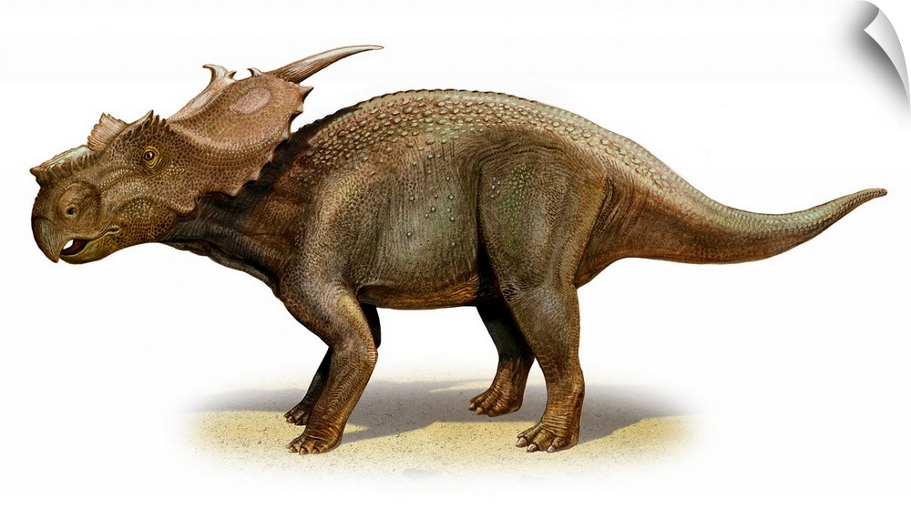 Achelousaurus horneri, a prehistoric era dinosaur.