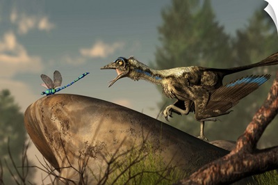 An Archaeopteryx stalks a dragonfly on a rock