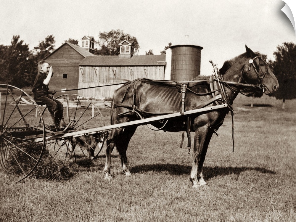 An eight year old farm boy in Massachusetts sitting on a horse drawn hay rake, 1915.