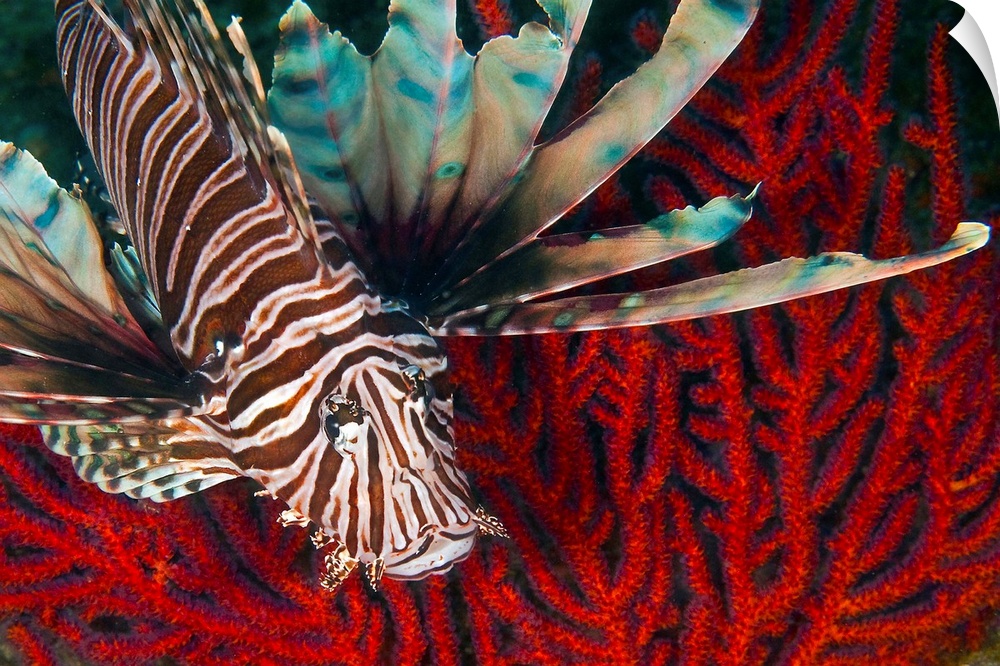An Invasive Indo-Pacific Lionfish off the coast of North Carolina in the Atlantic Ocean.
