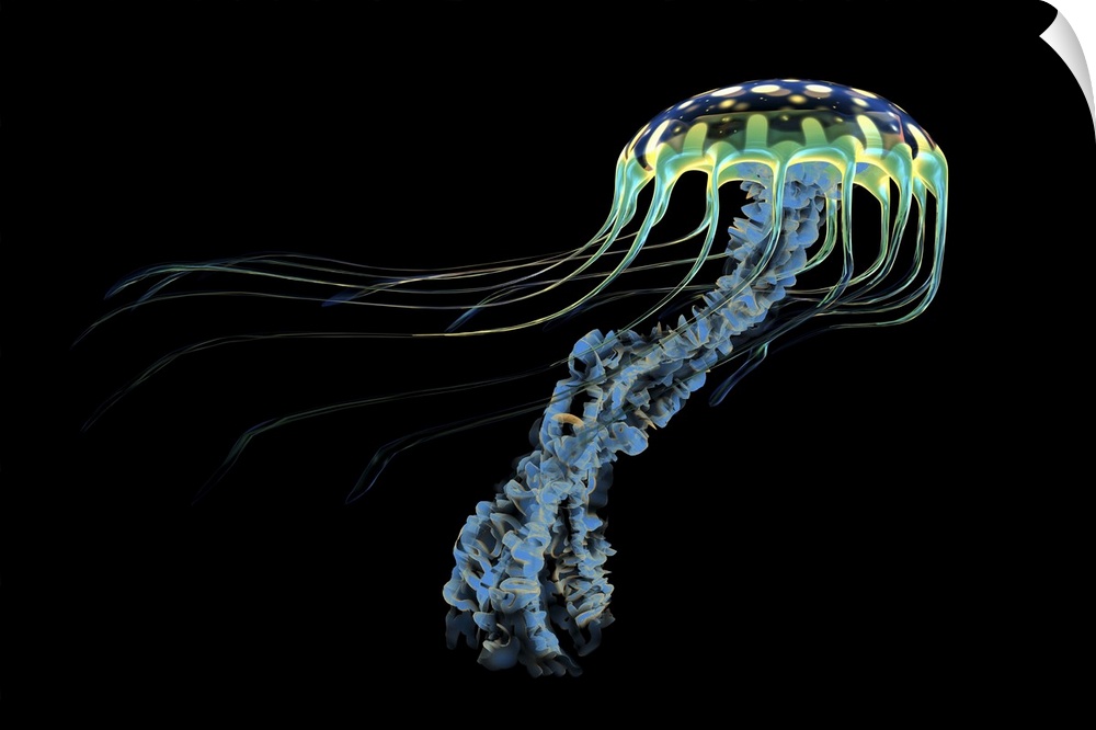 An iridescent blue jellyfish with trailing stinging tentacles to subdue its prey.