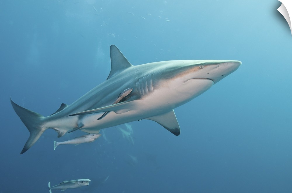 An oceanic blacktip shark with remora, South Africa.