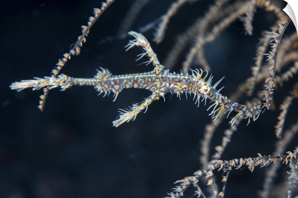 An ornate ghost pipefish blends into its environment.