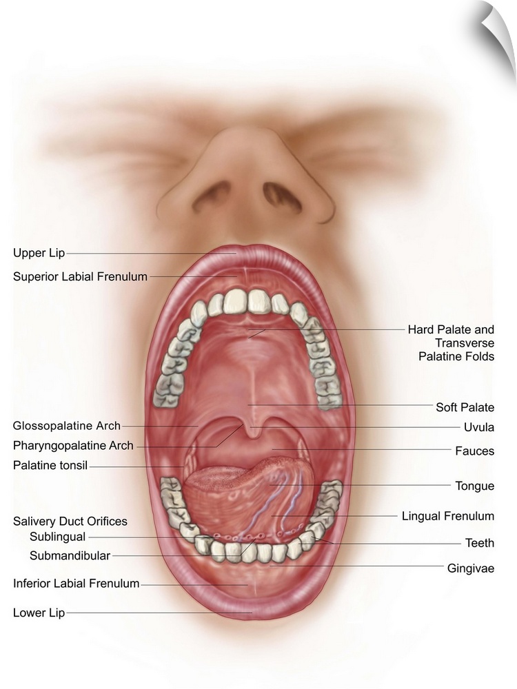 Anatomy of human mouth cavity.