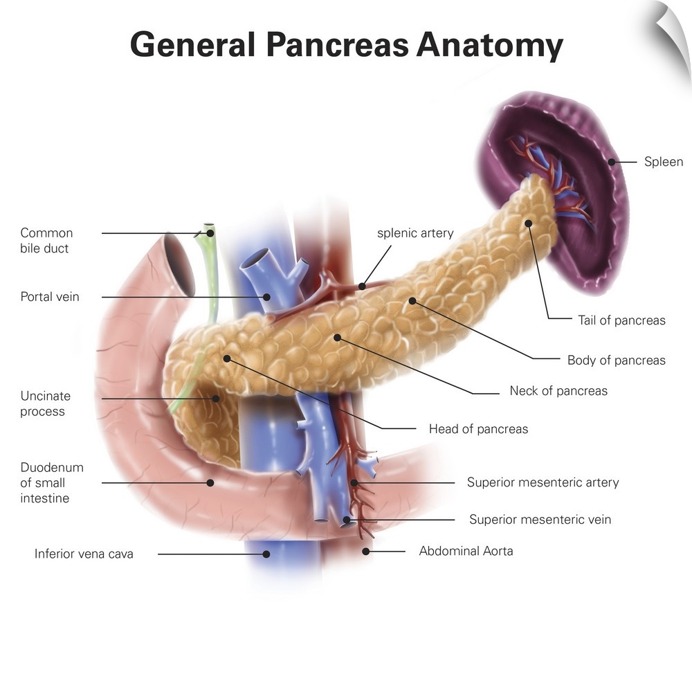 Anatomy of human pancreas, with labels.