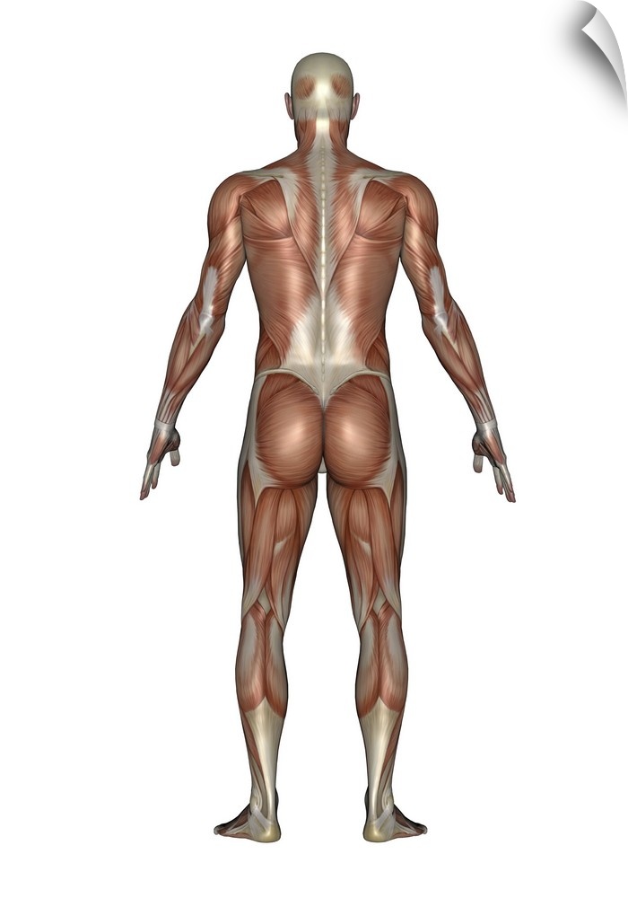 Anatomy of male muscular system, back view.
