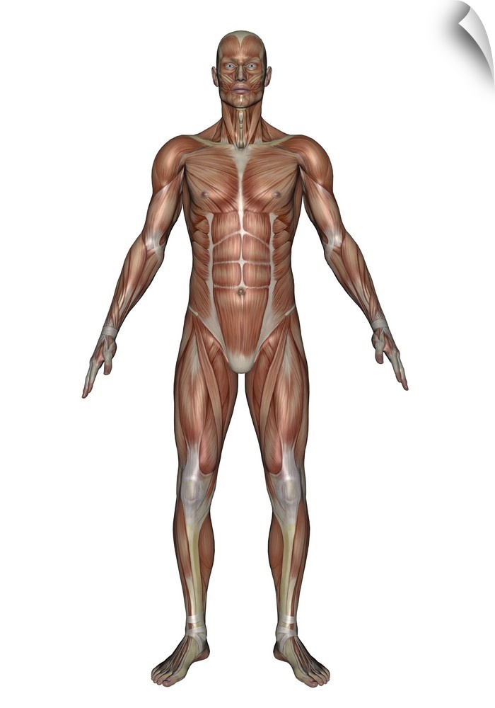 Anatomy of male muscular system, front view.