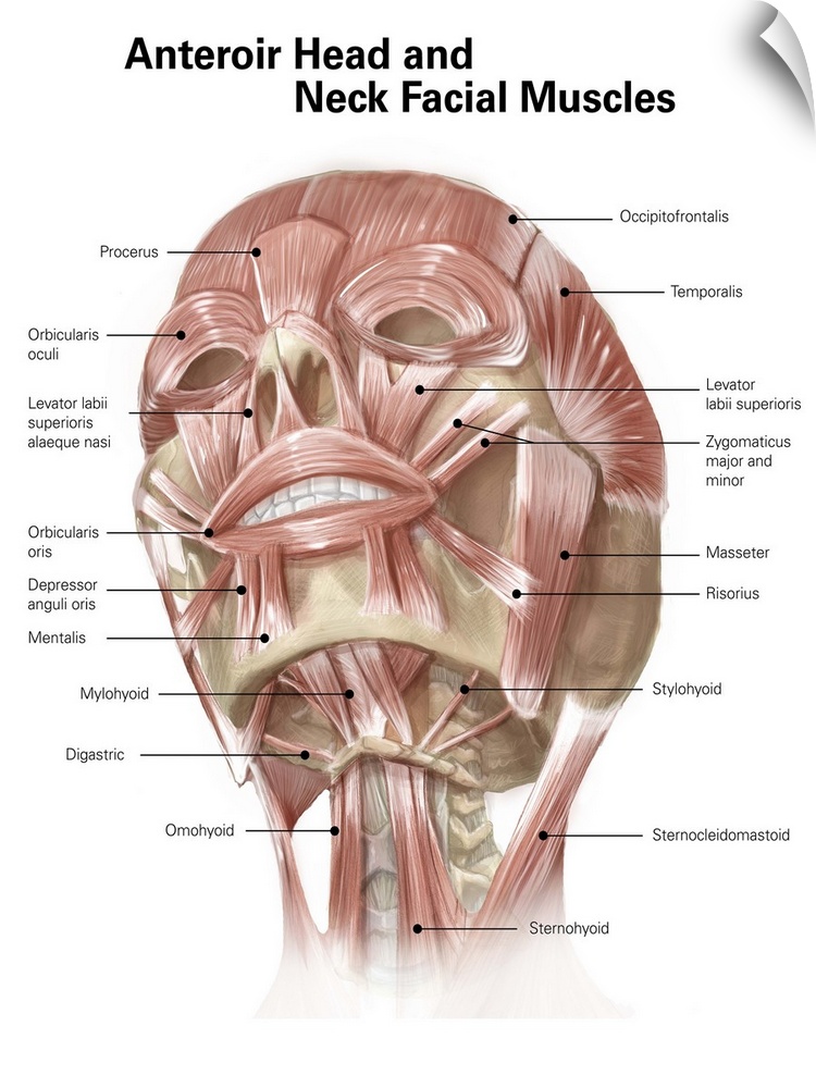 Anterior neck and facial muscles of the human head (with labels).