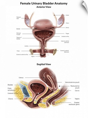 Anterior view and sagittal view of female urinary bladder