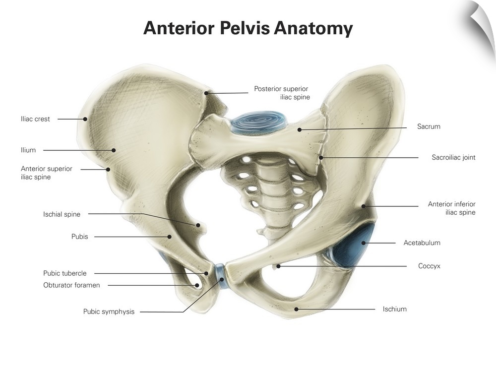 Anterior view of human pelvis, with labels.