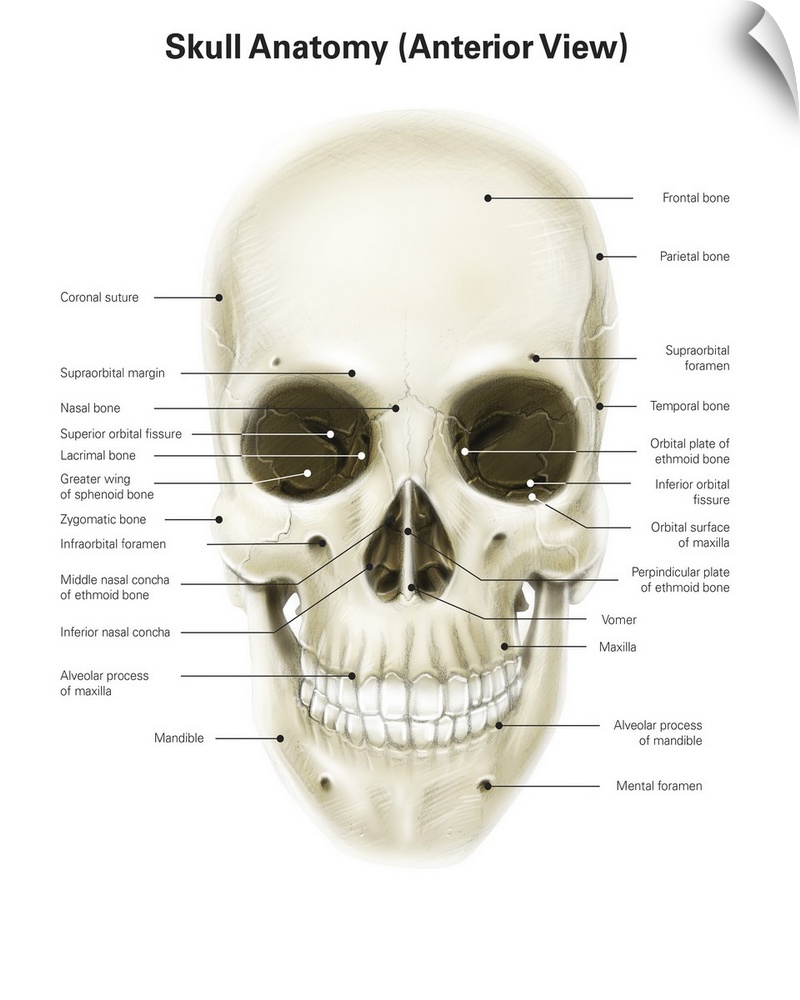 Anterior view of human skull, with labels.