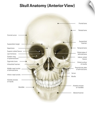 Anterior view of human skull, with labels