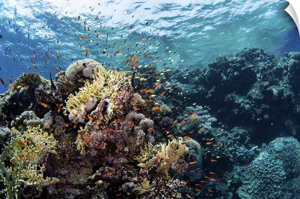 Anthias swarm around a coral reef in the Red Sea, Red Sea.