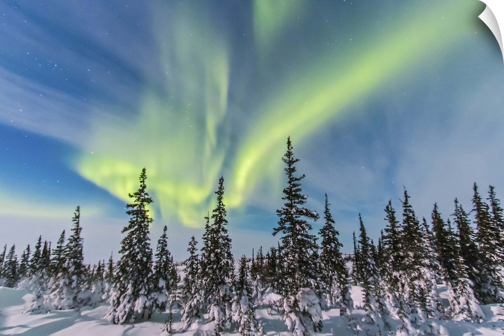 February 9, 2014 - Aurora borealis seen from Churchill, Manitoba, Canada, in a view looking northwest over the trees. Moon...