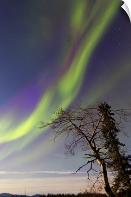 Aurora borealis with moonlight and trees, Whitehorse, Canada