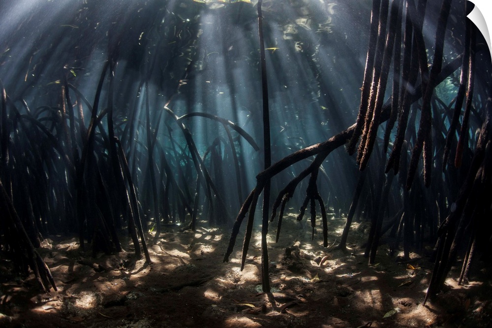 Beams of sunlight filter among the prop roots of a mangrove forest.