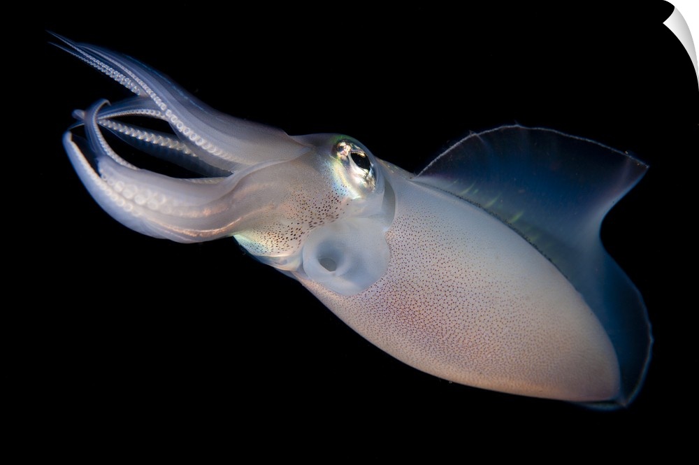 Bigfin reef squid tending eggs along a buoy line, Lembeh Strait, Indonesia.