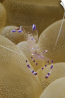 Blue and white transparent shrimp carrying eggs