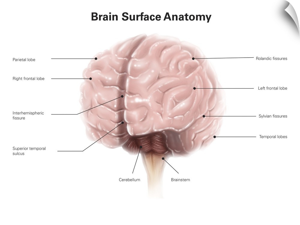 Brain surface anatomy, with labels.