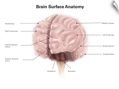 Brain surface anatomy, with labels