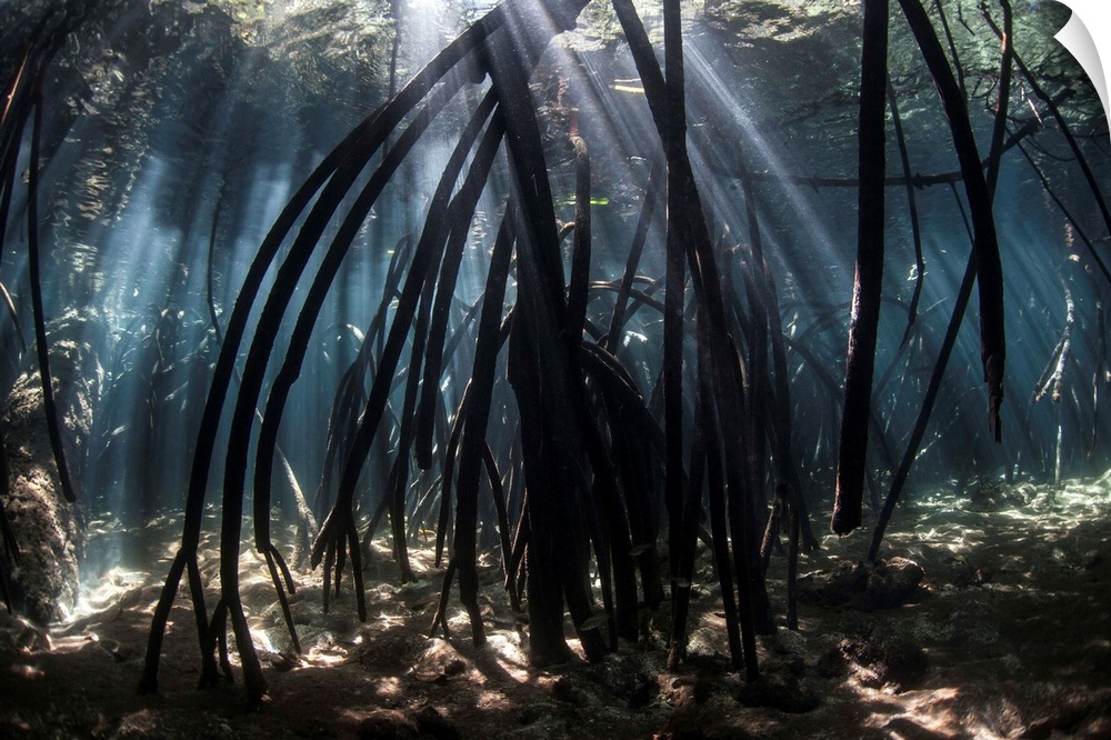 Bright beams of sunlight filter among the prop roots of a mangrove forest.