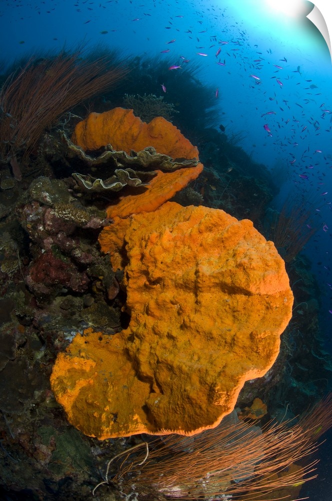 Bright orange sponge with sunburst, Papua New Guinea.