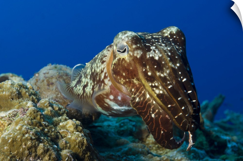 Broadclub Cuttlefish, Papua New Guinea.
