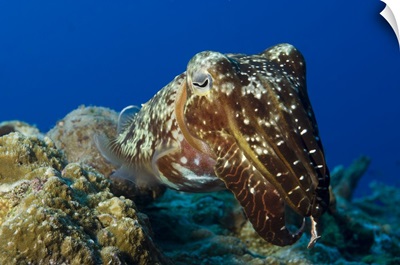 Broadclub Cuttlefish, Papua New Guinea
