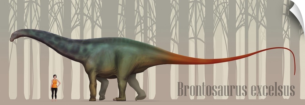 Brontosaurus excelsus size compatison to an adult woman.