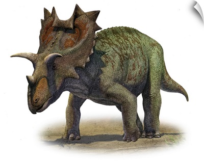 Ceratops montanus, a prehistoric era dinosaur
