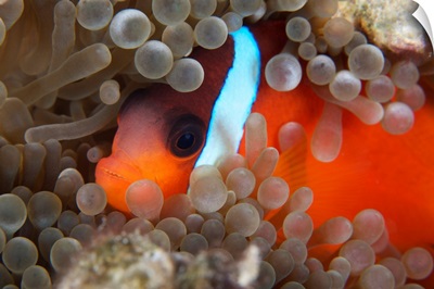 Cinnamon Clownfish in its host anemone
