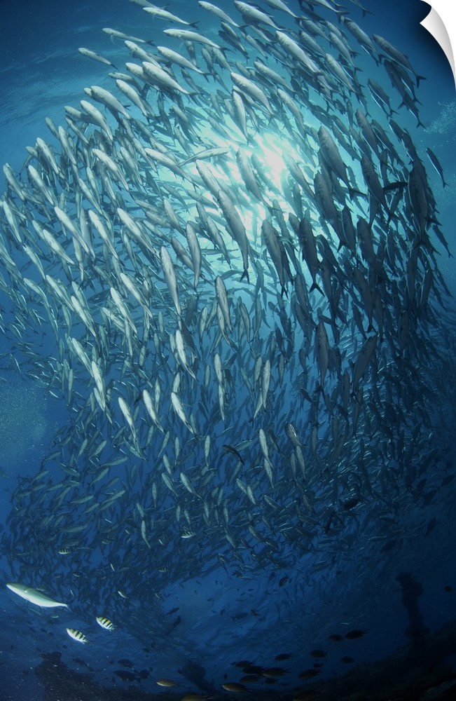 Circling school of Jack's Trevally above Liberty Wreck, Bali.