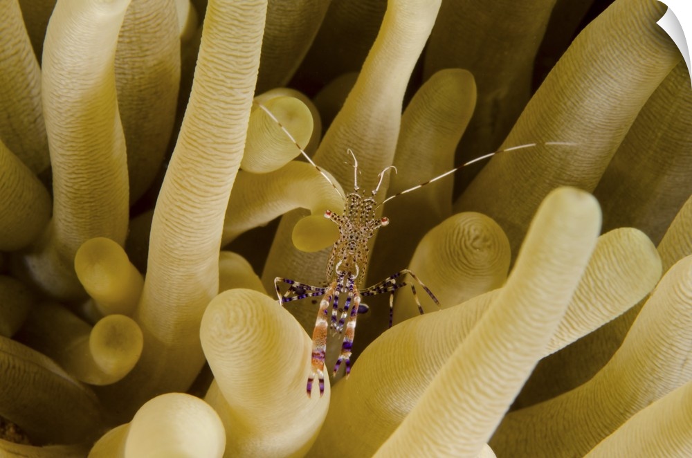 Cleaner shrimp on an anemone in Curacao.