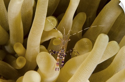 Cleaner shrimp on an anemone in Curacao